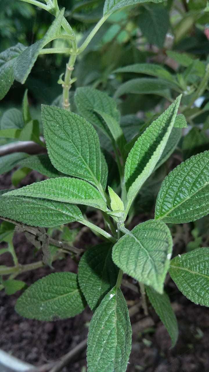 Salvia polystachya
